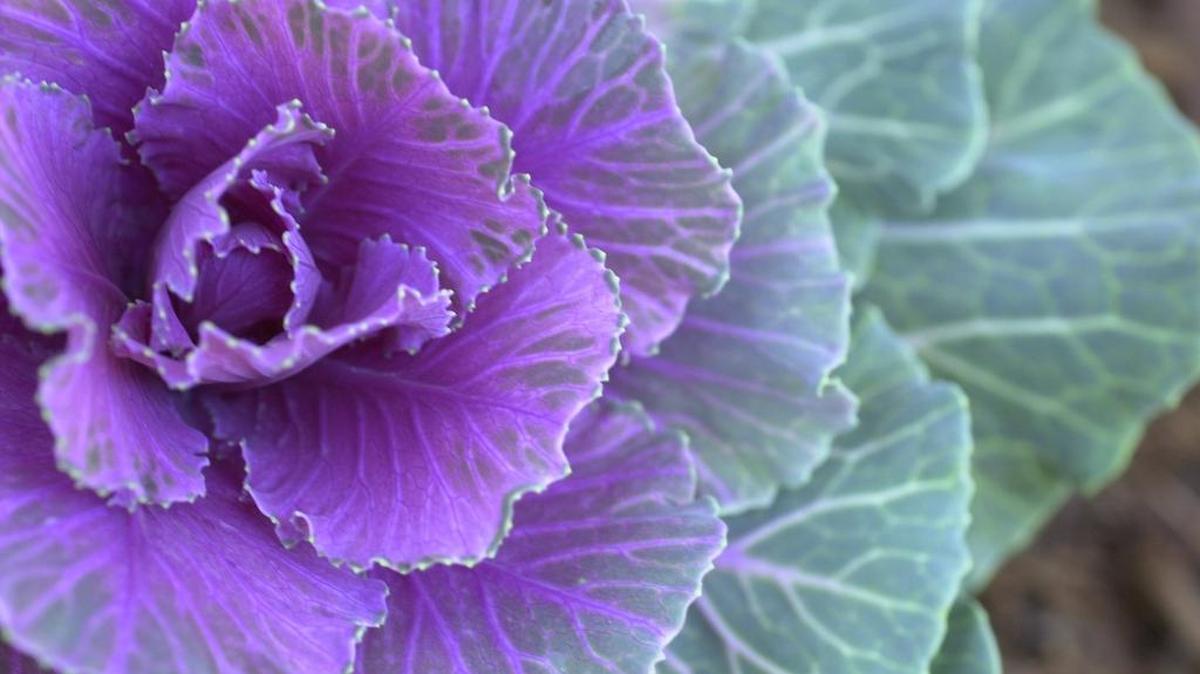 Decorative Cabbage