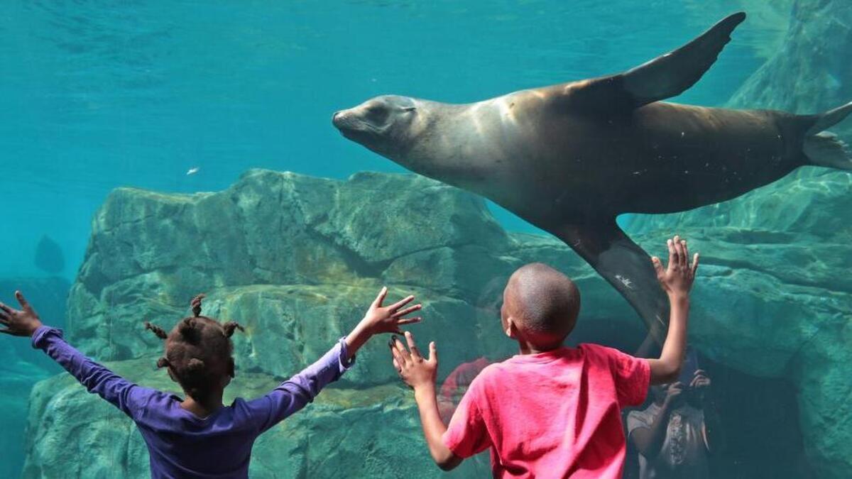 Sea lions and harbor seals made a return to Riverbanks Zoo and Garden as zoo members got a special look at the new Sea Lion Landing, Monday, May 16, 2016.