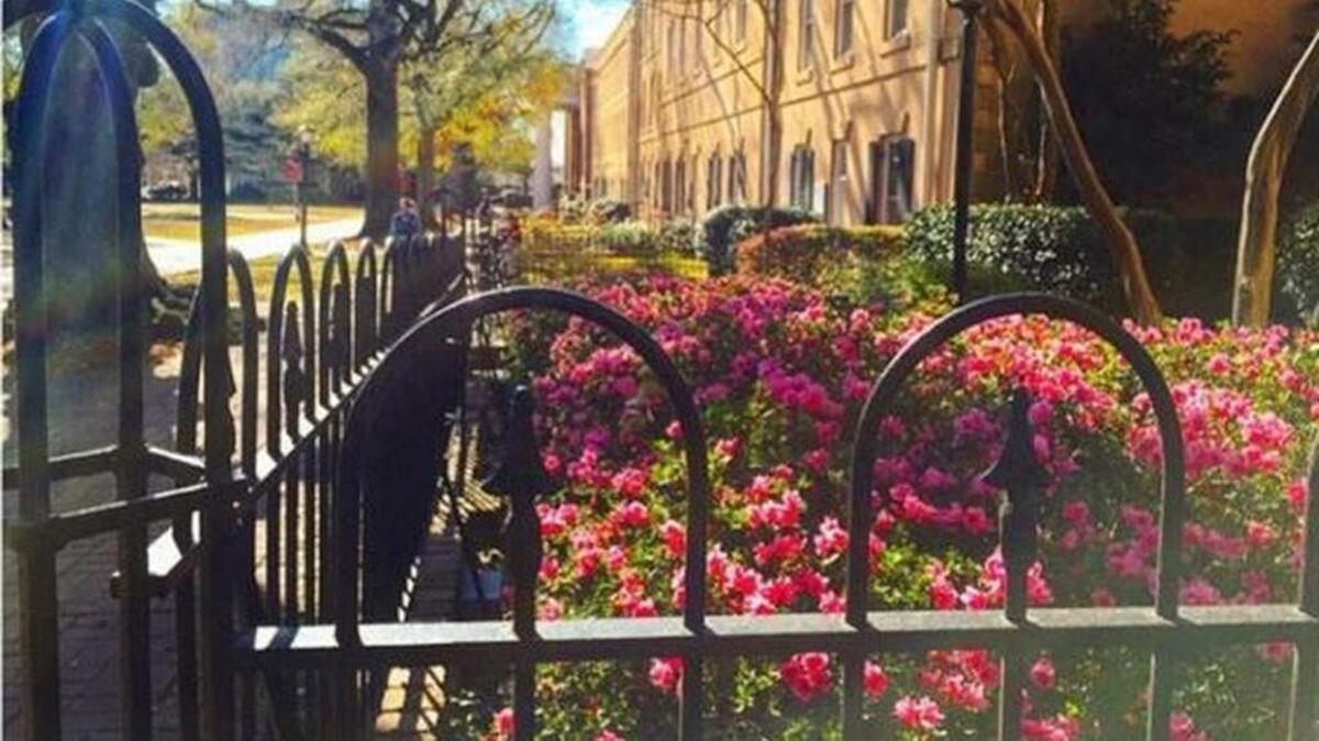 An Instagram screen capture of the University of South Carolina campus