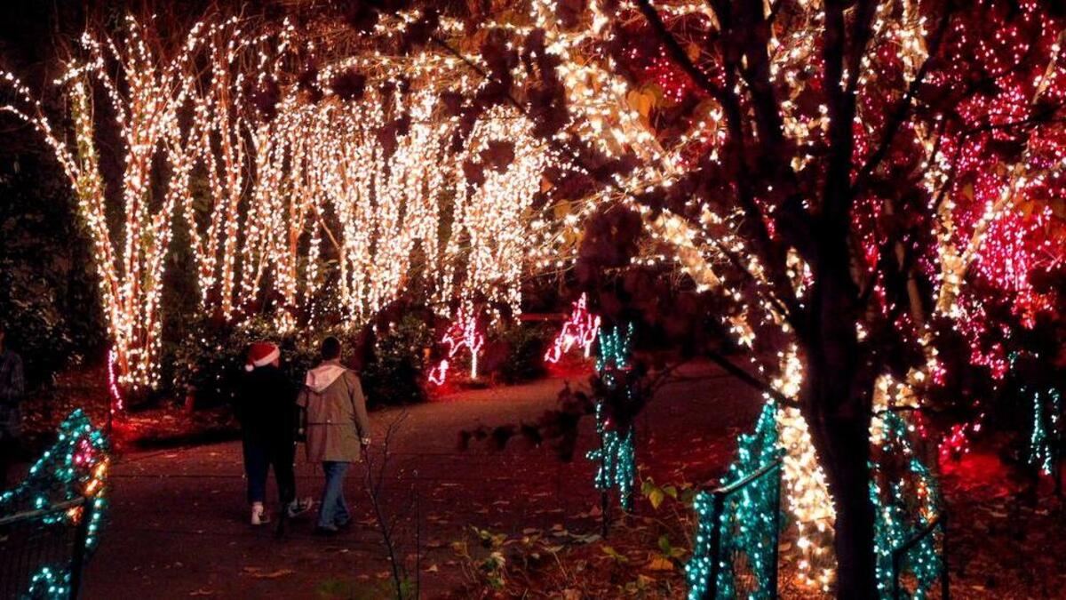 Lights Before Christmas at Riverbanks Zoo.