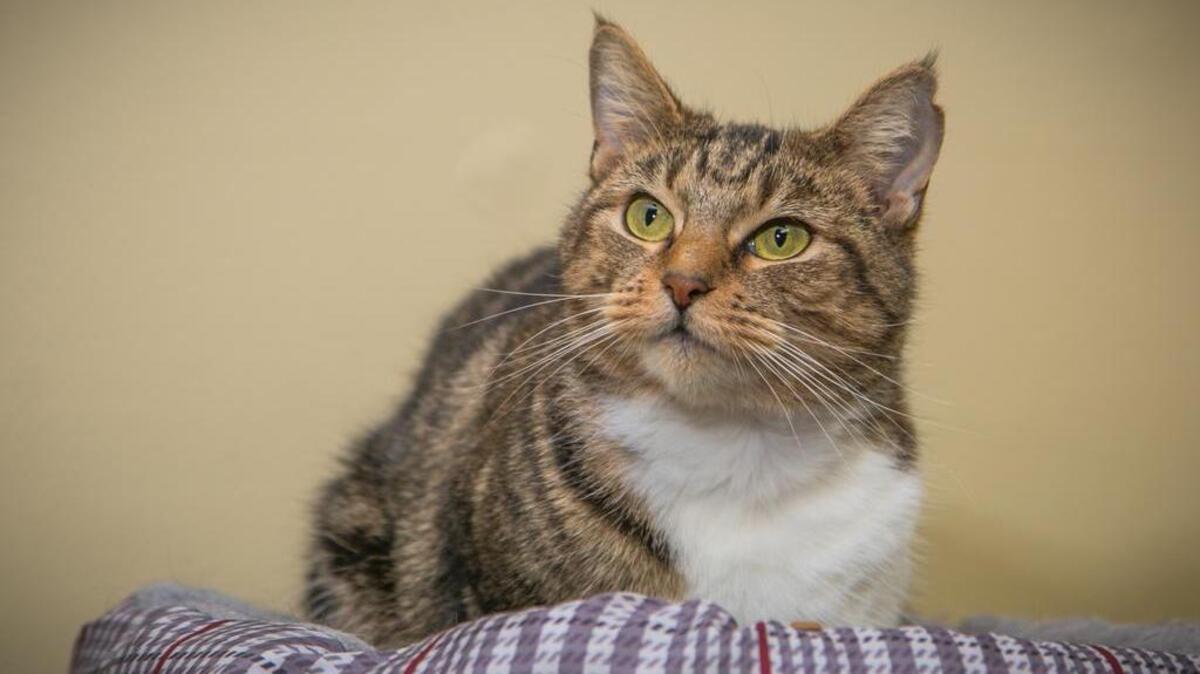Cabin the cat is the latest of the 12 Strays of Christmas to be adopted from PetsInc.