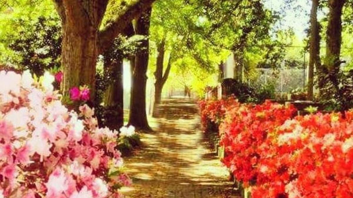 Springtime Instagram photo of the University of South Carolina campus.