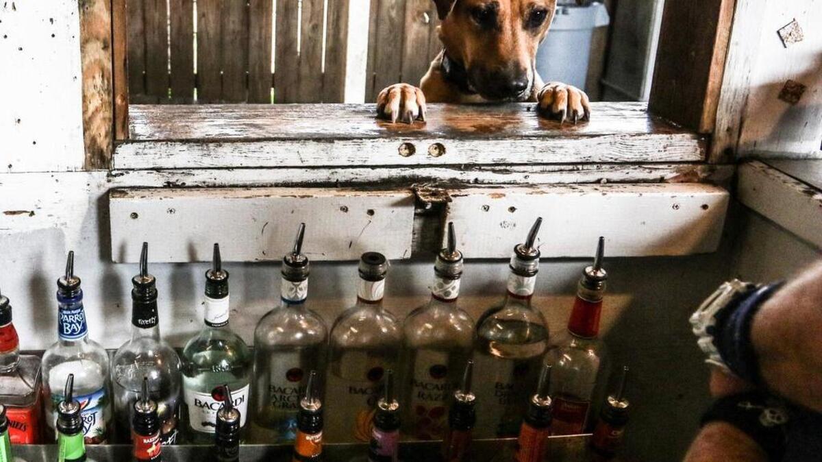Georgie jumps up to greet the bartender at Jake’s Yappy Hour on Tuesday. Dogs are allowed to come to the bar with thier owners on Tuesdays and Thursdays.