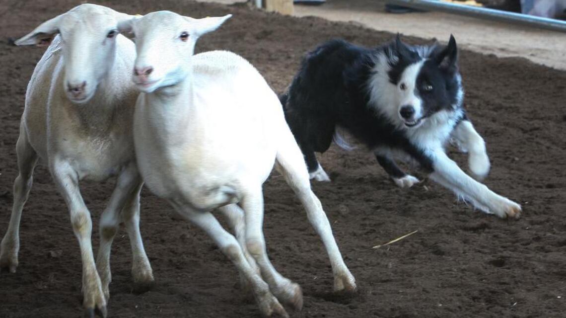 Border collies, bees, and magical poodles – oh my!