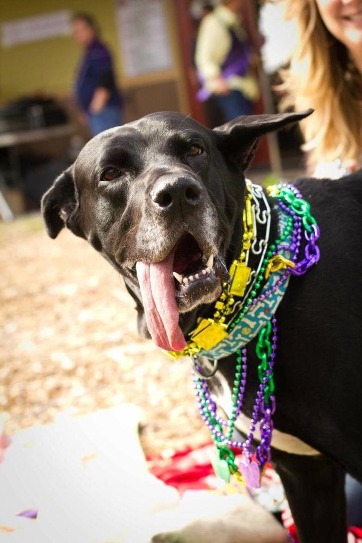 A dog with a festival collar at Mardi Gras Columbia.