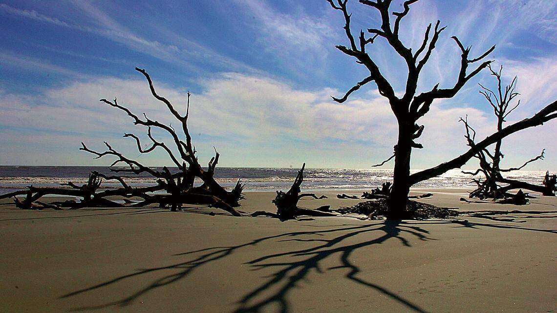 Boneyard Beach on Bulls Island is about a 1.5-mile walk from the ferry, along a Sabal palmetto-lined pathway.