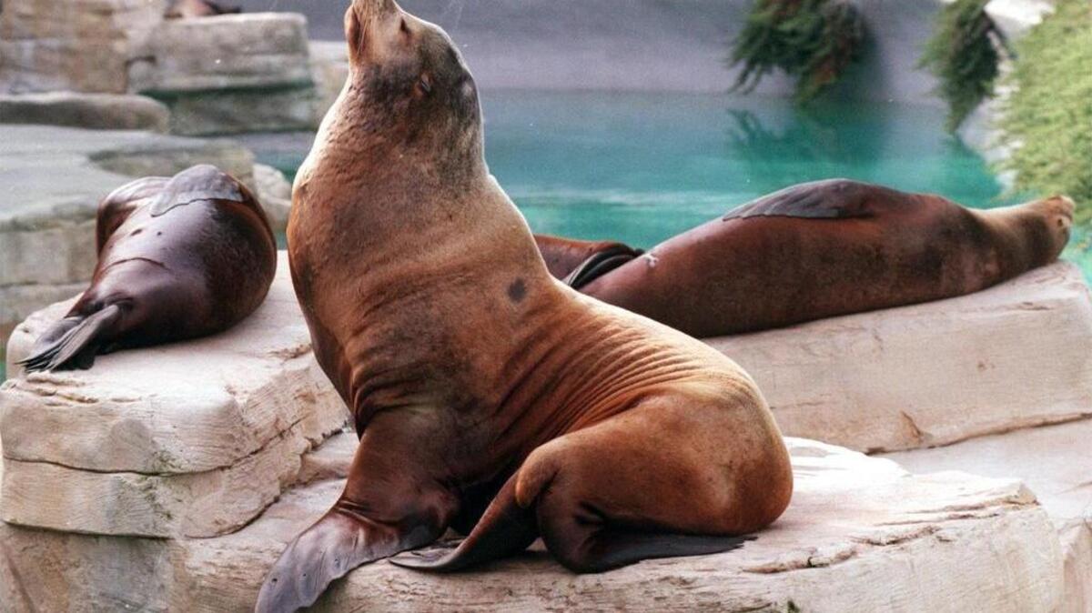 Sea lions
