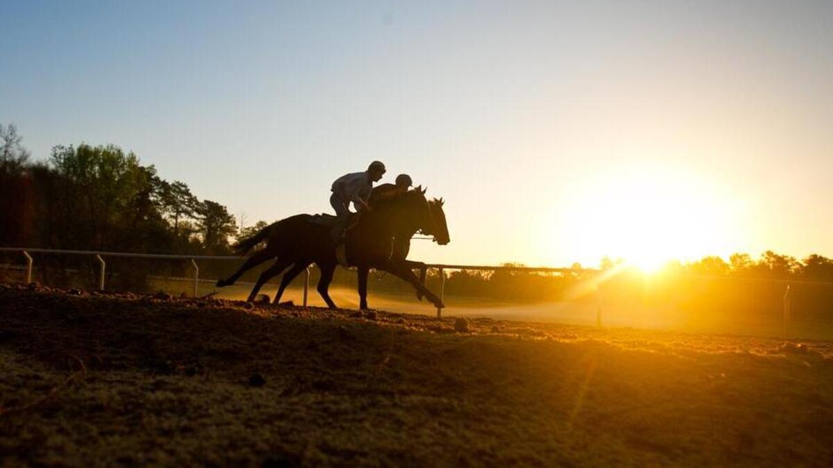 Camden loves its horses; a festival this week is focusing on them.