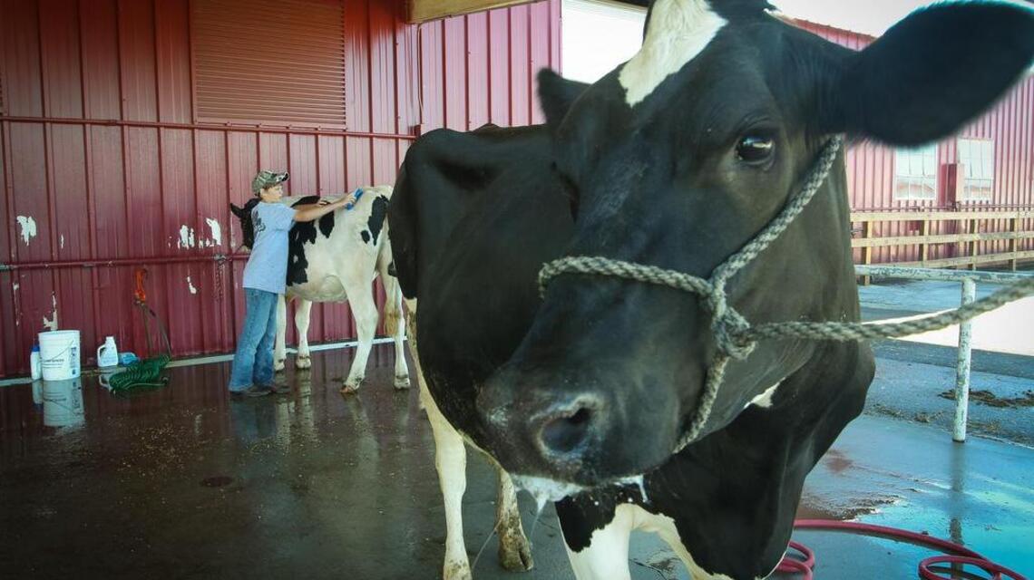 10 wacky ways to enjoy the SC State Fair