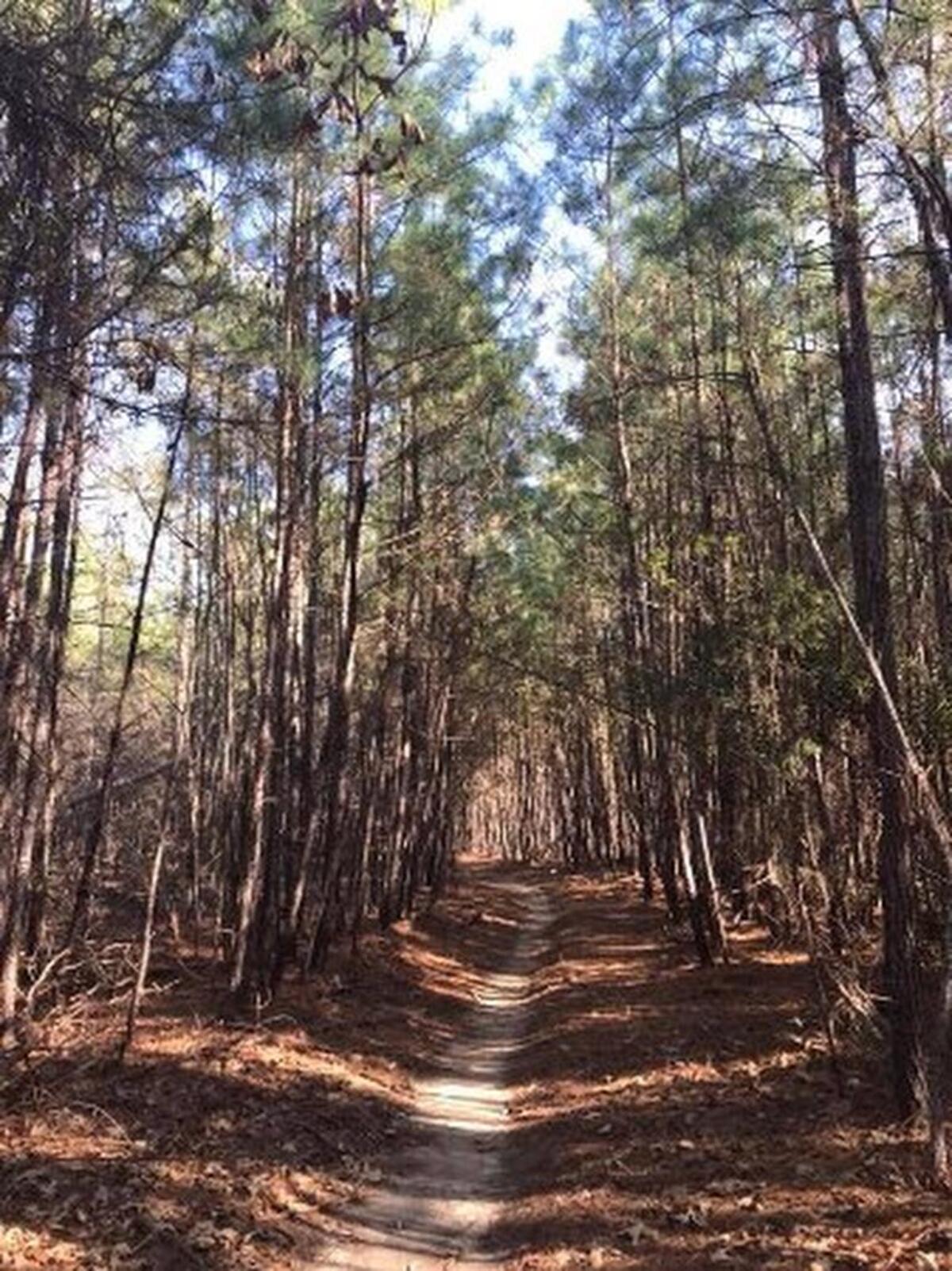 Take the road less traveled at Harbison State Forest.
