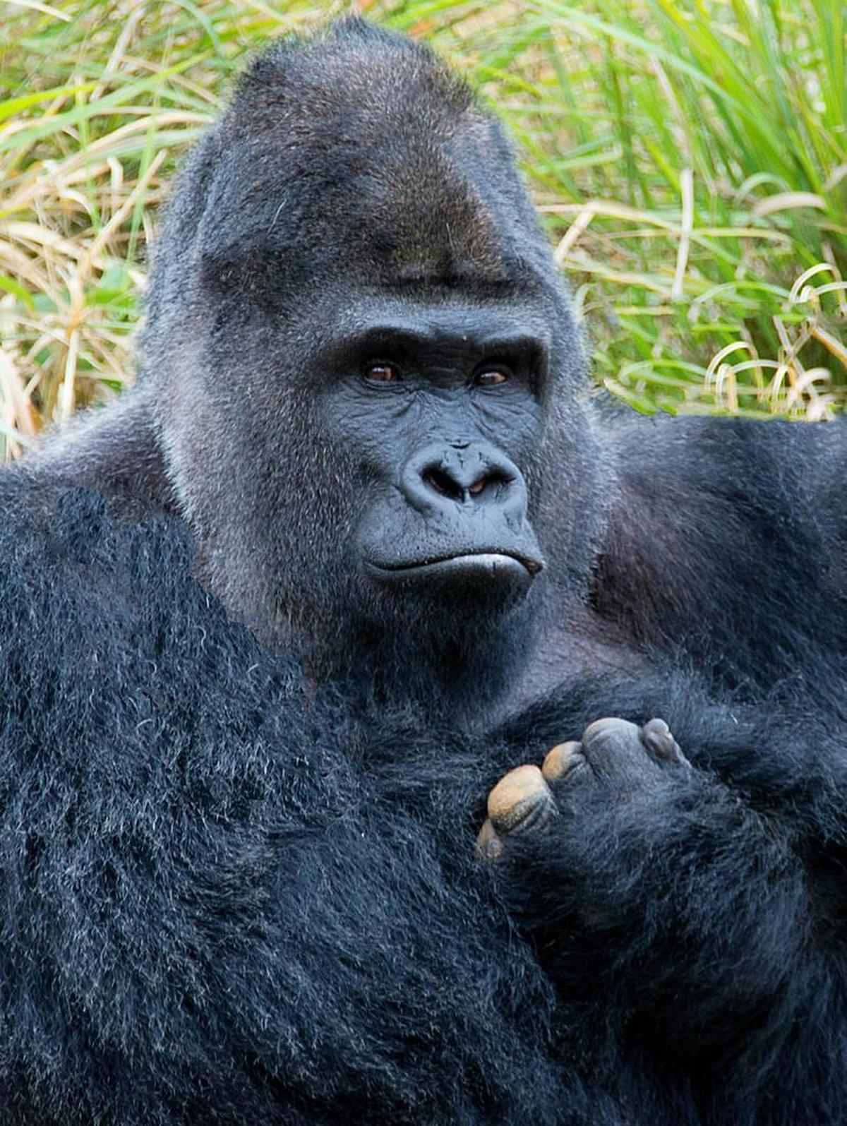 Western lowland gorilla Patrick helped select the ingredients for Brew at the Zoo’s signature beer, now on tap at Legal Remedy in Rock Hill.