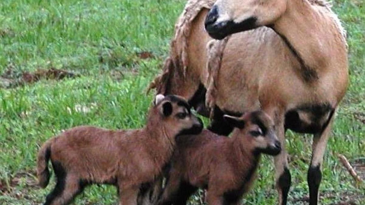 Bunny, the nanny goat, and her babies.