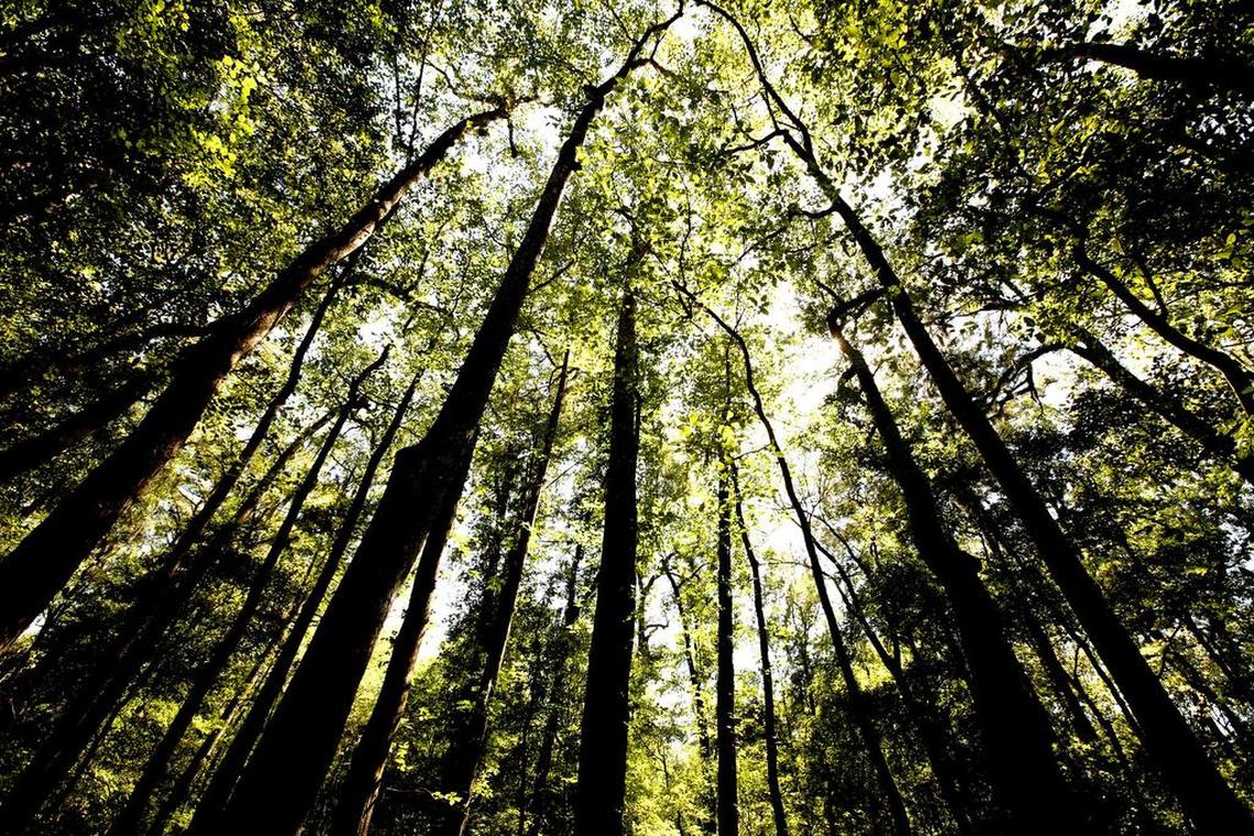 A canopy over the boardwalk at Congaree National Park.