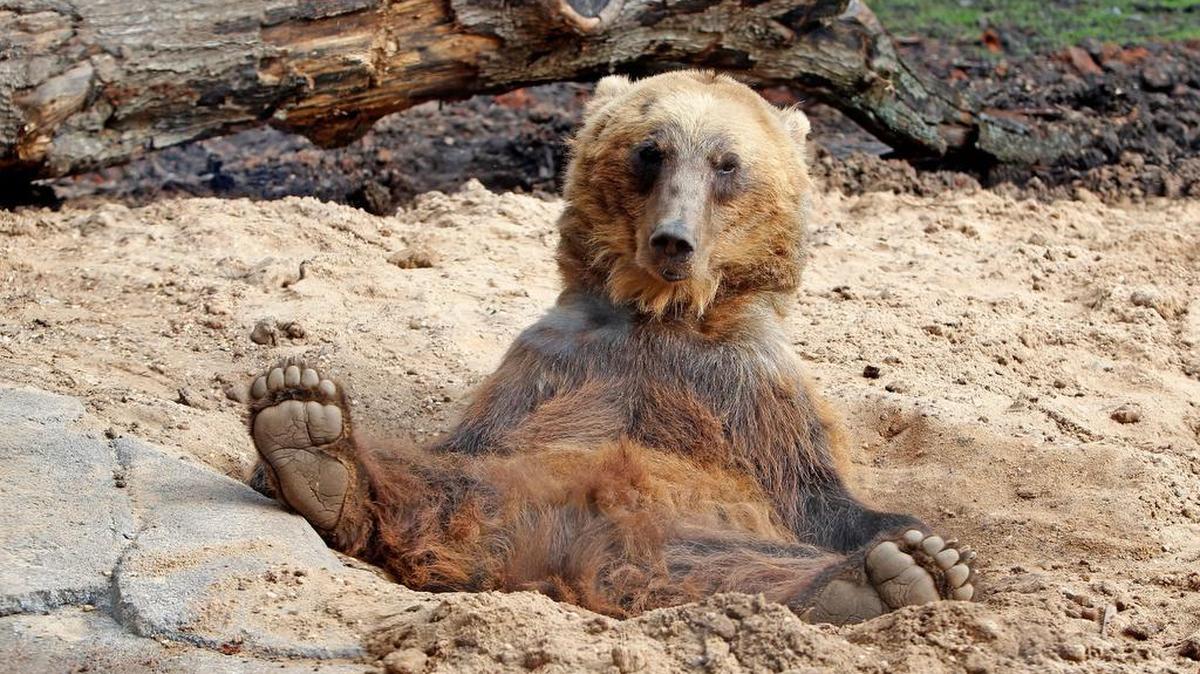 A grizzly bear relaxes at Riverbanks Zoo and Garden June 10, 2015.
