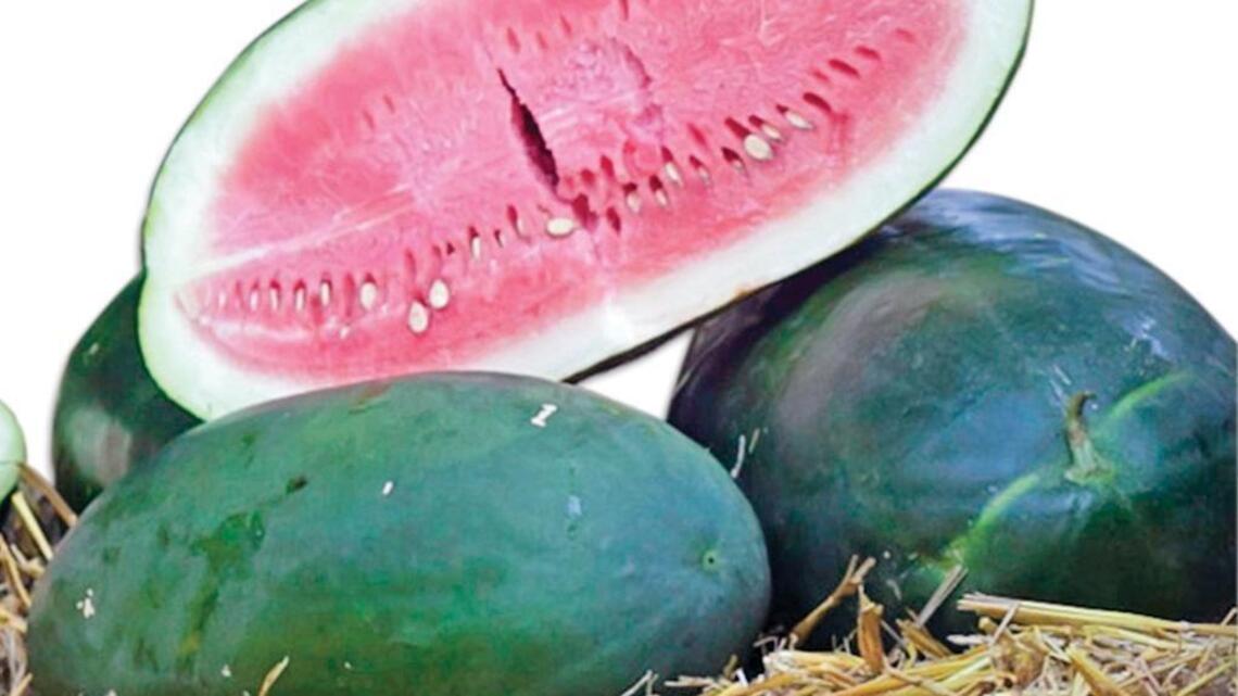 Midlands heirloom watermelon farm featured on national news show