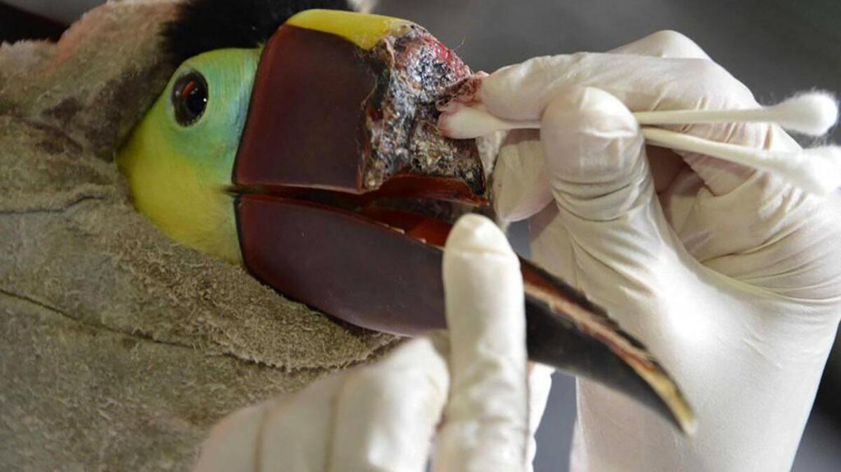 Grecia’s beak needed cleaning every day to avoid infection.