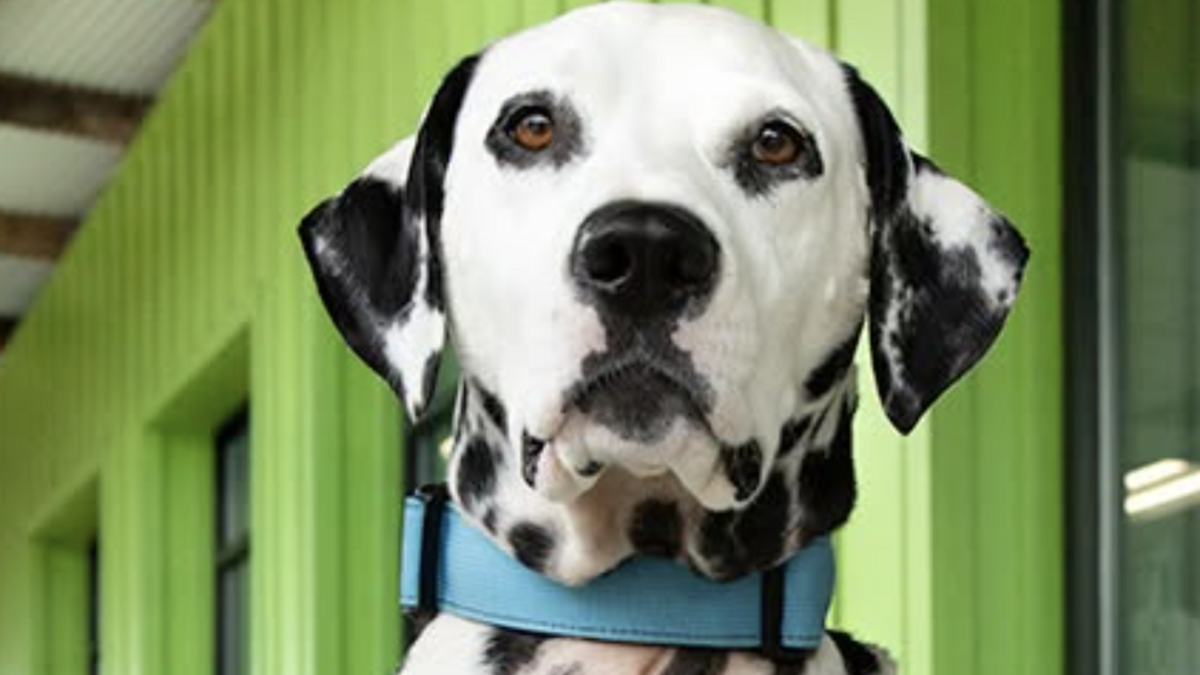 After being shot, a Dalmatian named Chief found a new and surprising life in SC