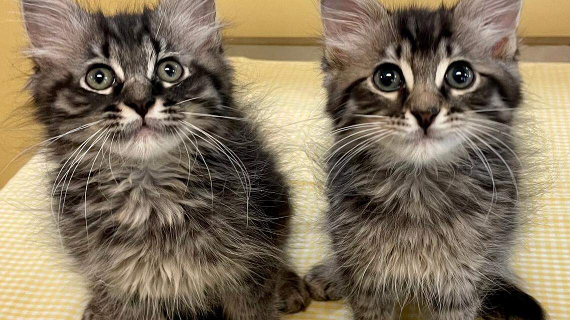 Prince Eric and Flounder, to cats up for adoption at Palmetto Lifeline in Columbia.