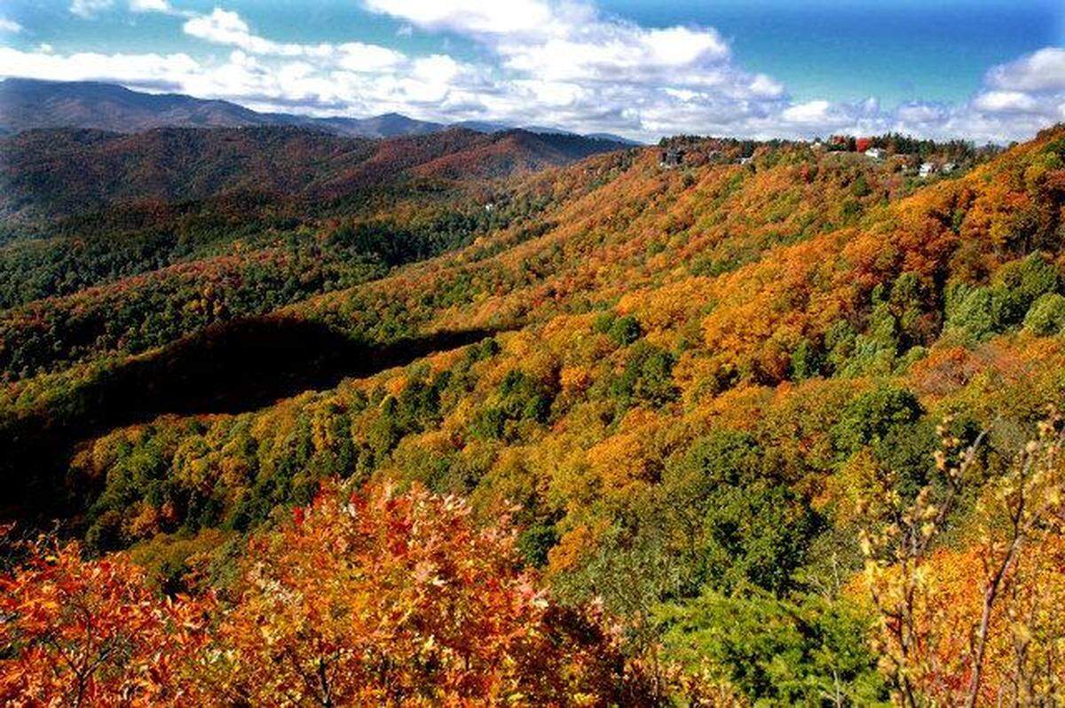 FALL LEAVES