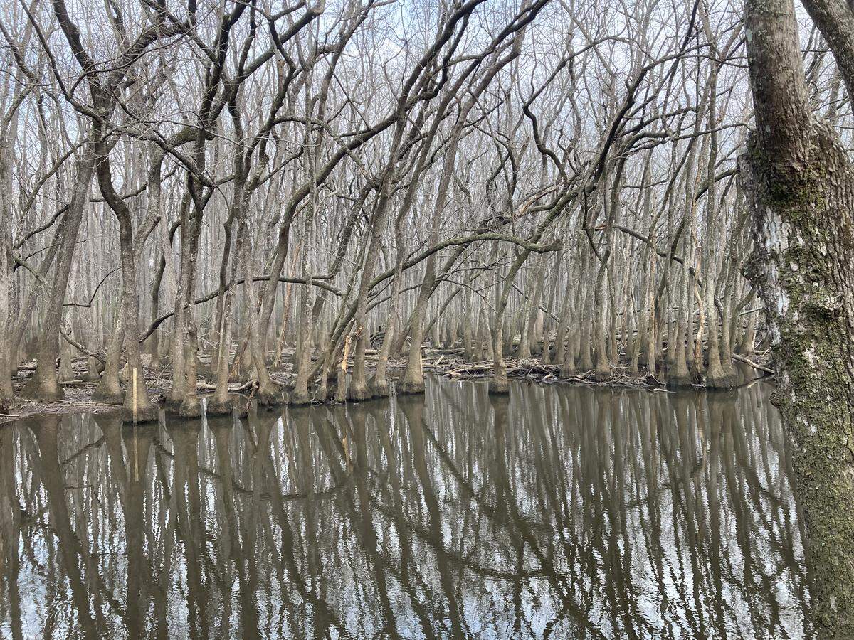 This creek runs through land that is being protected to offset the environmental impacts of the Scout Motors electric vehicle project in northern Richland County. The area being saved from development includes the Millaree Hunt Club and is in lower Richland County near the Westinghouse nuclear fuel factory and Congaree National Park. (photo taken February 2025)