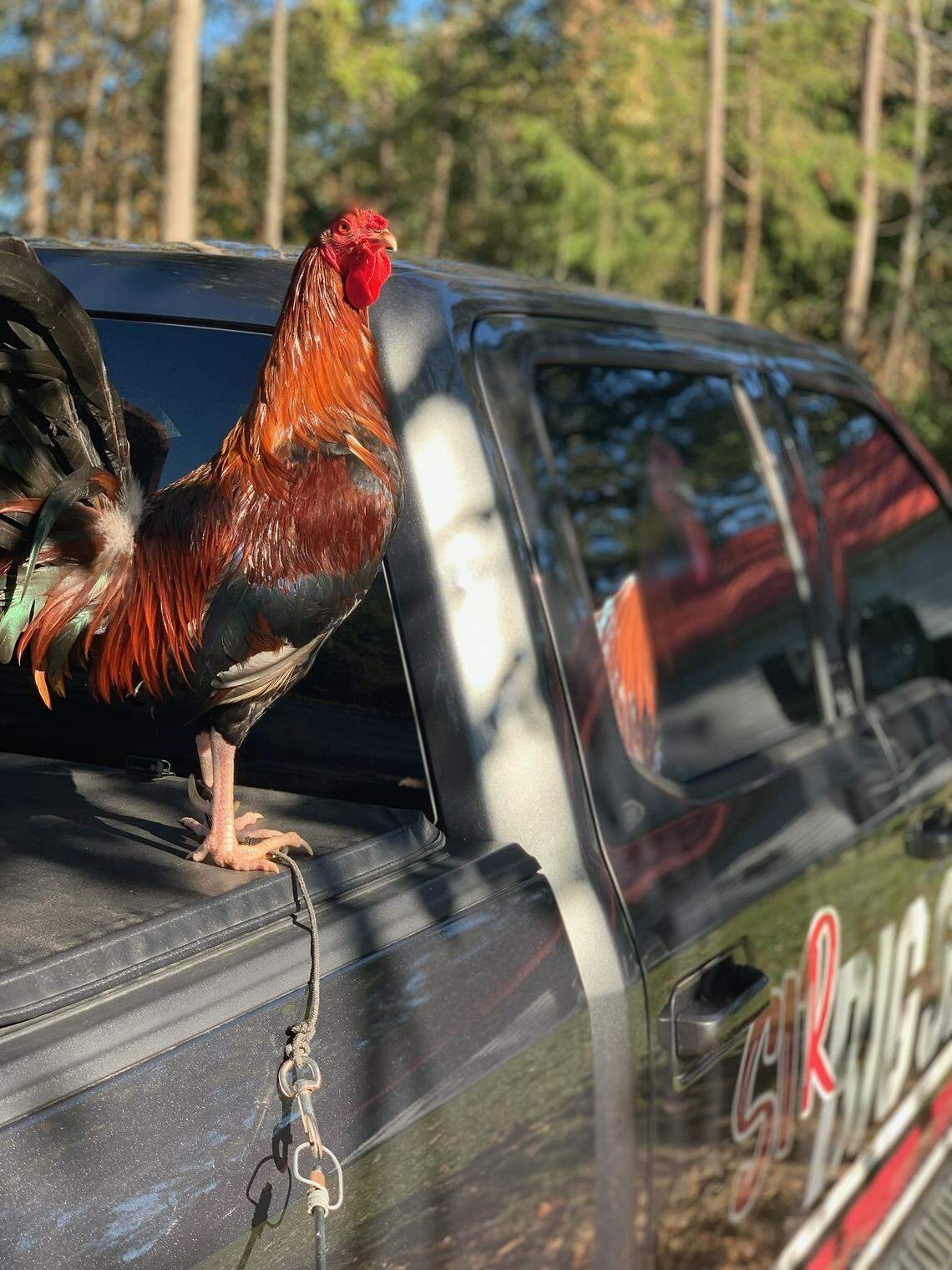 Sir Big Spur is a three-and-a-half-year old black-breasted red Old English rooster.