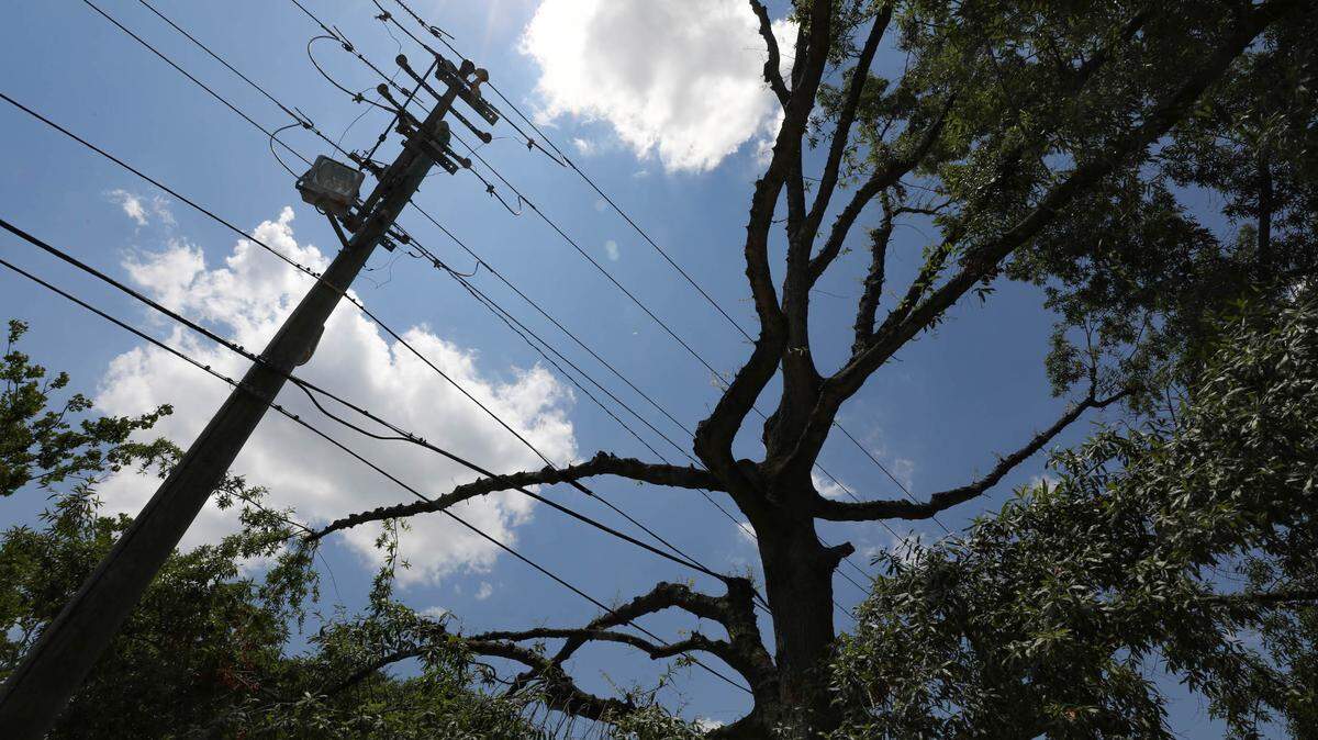 Trees along Devine Street in Columbia were recently drastically cut away from power lines by contractors working with Dominion.