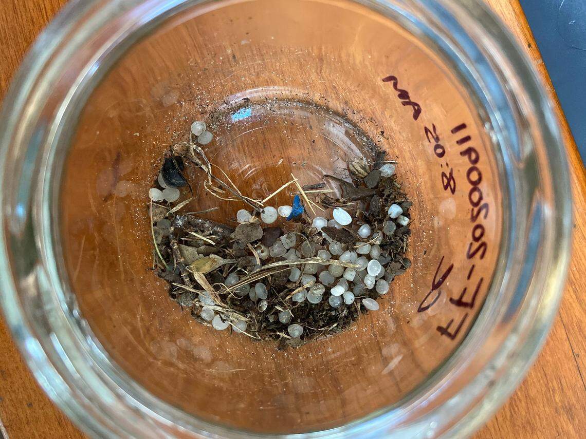 The Charleston Waterkeeper has found thousands of nurdles along the SC coast. Scientists say more may be hidden.