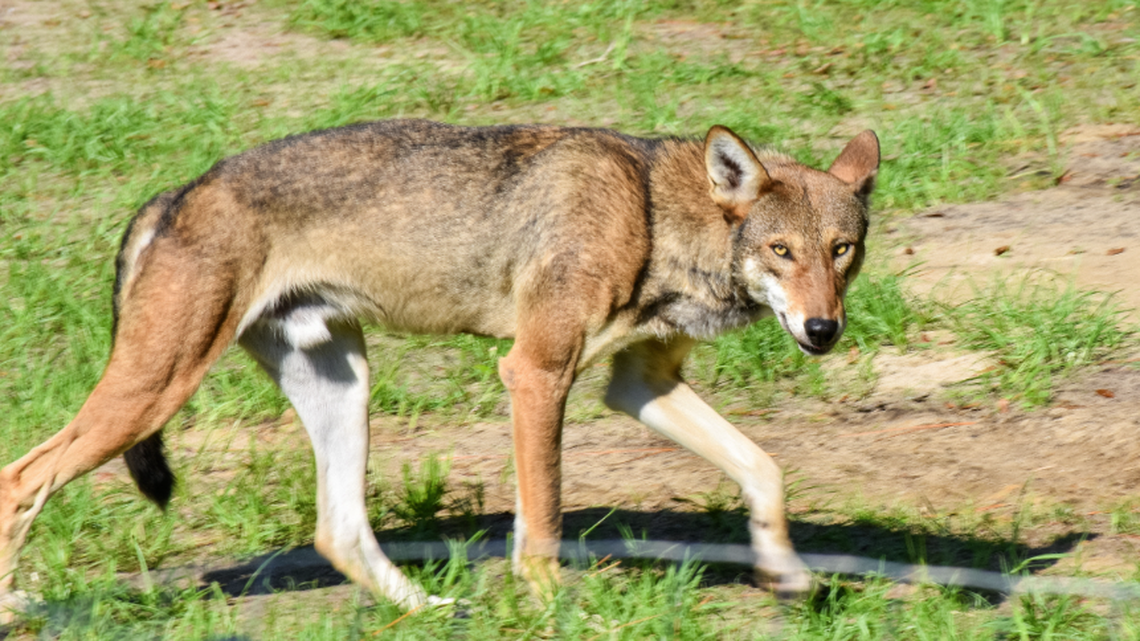 Rare wolves arrive at SC coastal park for public display | The State
