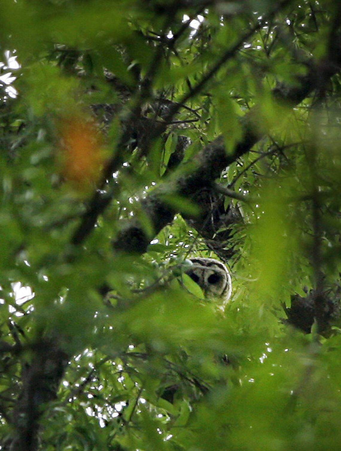 An eastern barn owl looks through some branches in the Little Pee Dee Heritage Preserve. The area is home to an array of wildlife including black bears, ducks, bobcats, minks, white-tailed deer, bald eagles and hawks. The proposed Interstate 73 would pass through the area.