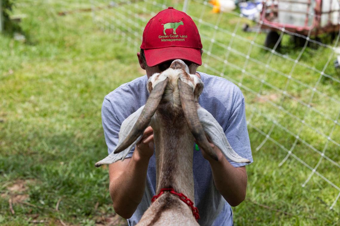 Goats clear overgrown plants and debris at a home in Gadsden, South Carolina on Thursday, July 27, 2023.