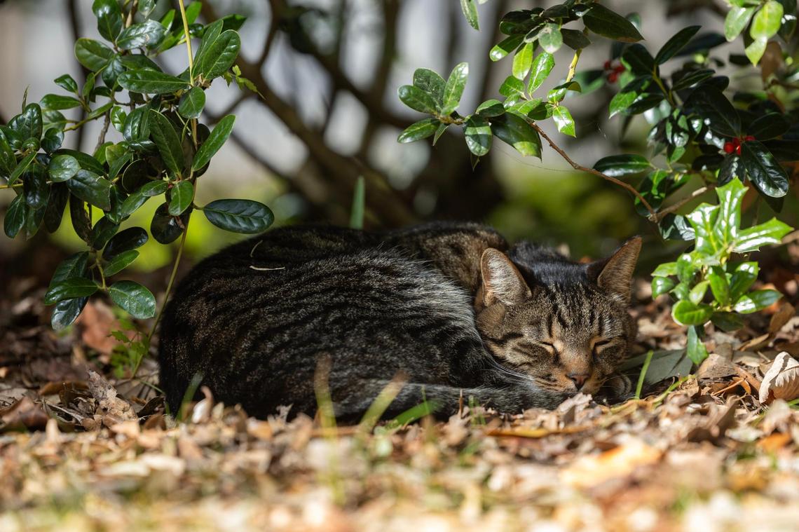 Figgy, a cat that lives on the University of South Carolina’s campus, naps under a bush on Wednesday, December 6, 2023.