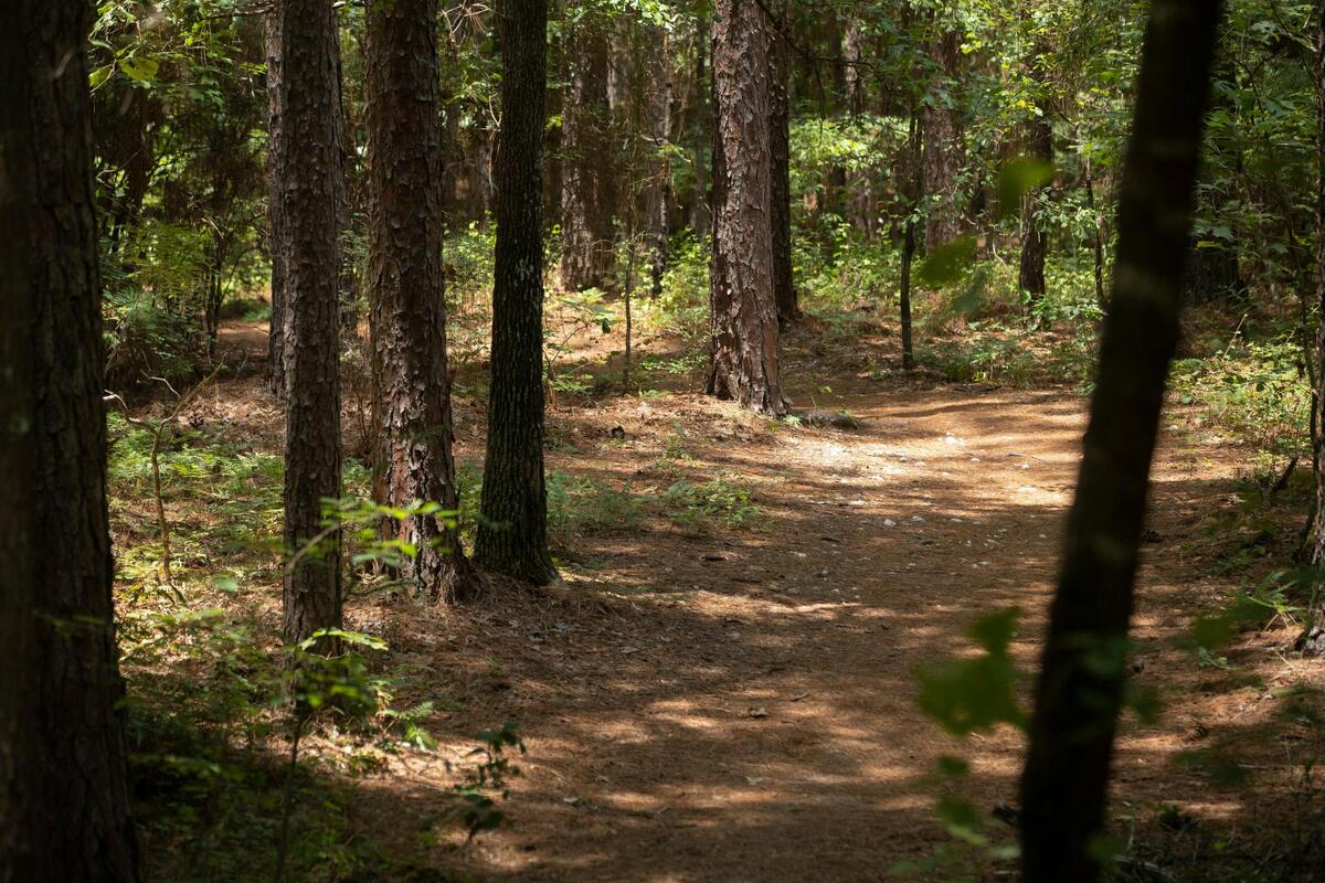 Harbison State Forest on Saturday, July 10, 2021.