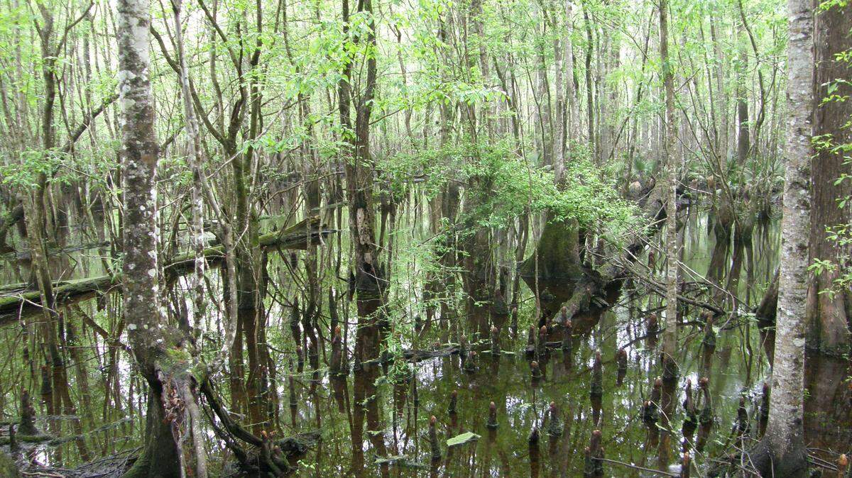 The Beidler Forest is a nationally recognized Audubon nature preserve in South Carolina’s Lowcountry