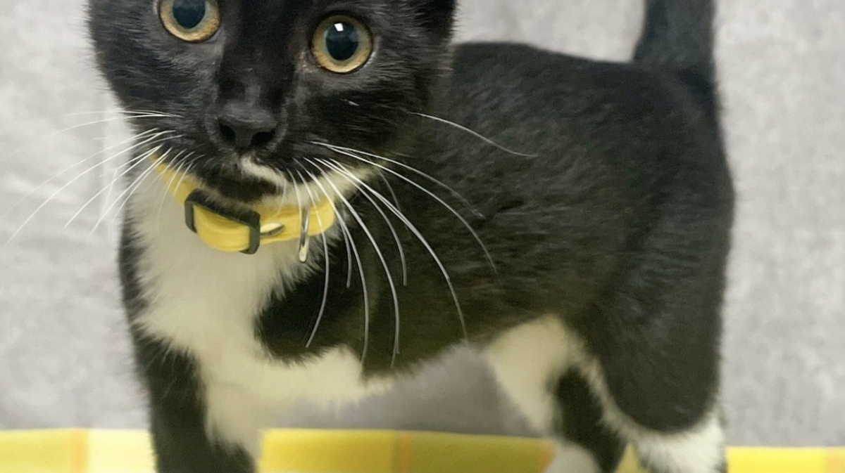 Blind and three-legged, Noodle found her forever home Monday July 10, 2023.