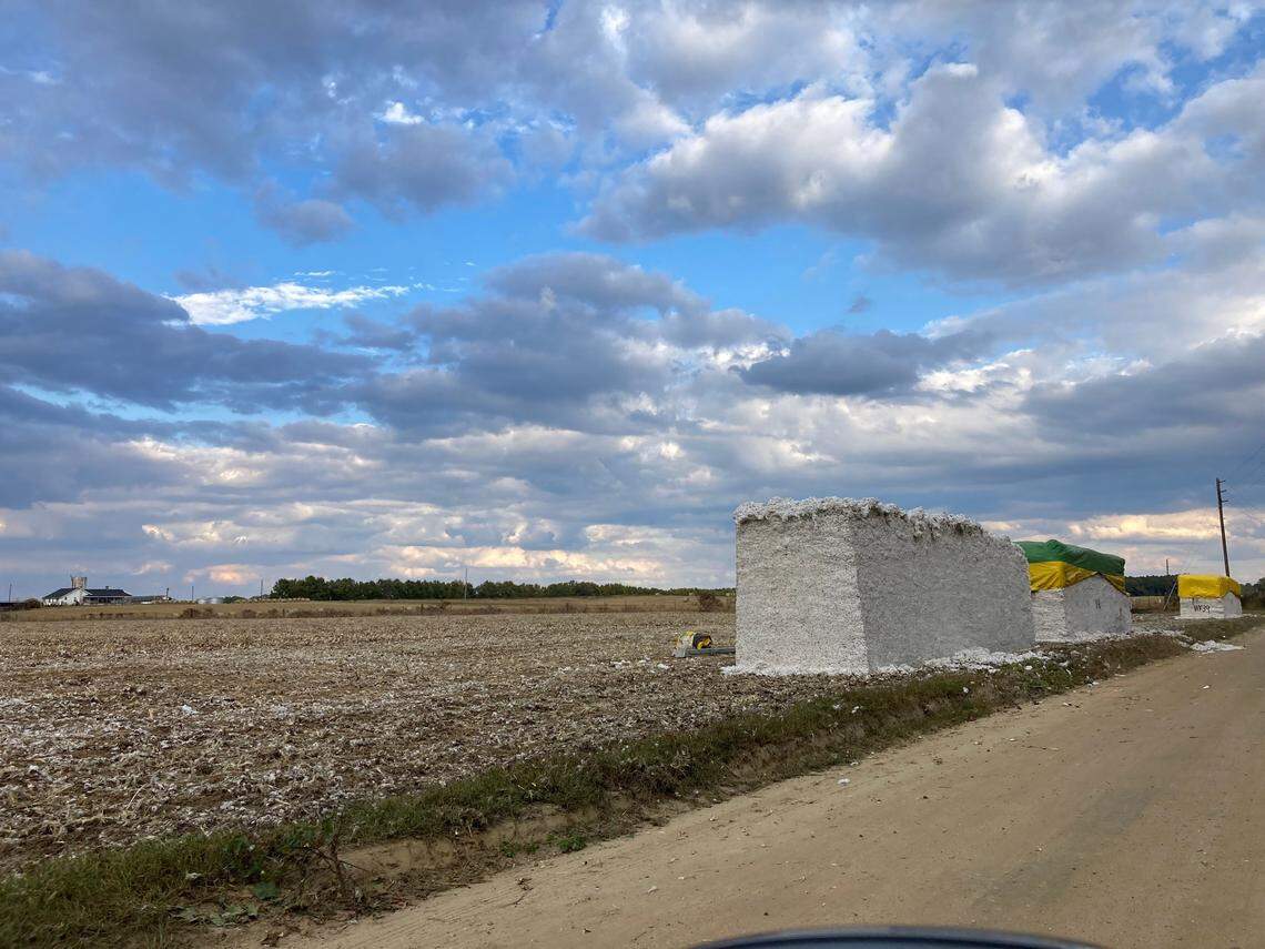 Cotton fields are easy to spot in parts of eastern South Carolina. This field and cotton bale are in Darlington County.