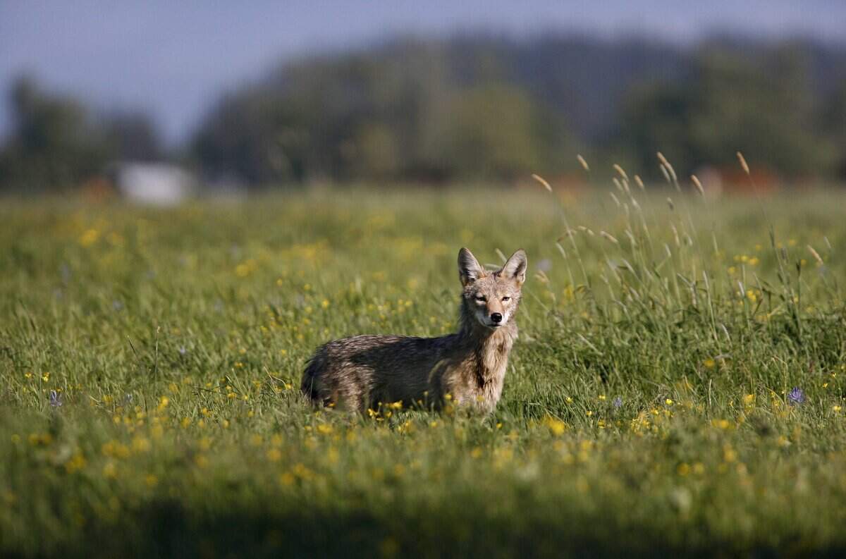 A coyote stands in the sunshine in a field west of Tenino, WA on Thursday, May 17, 2012.