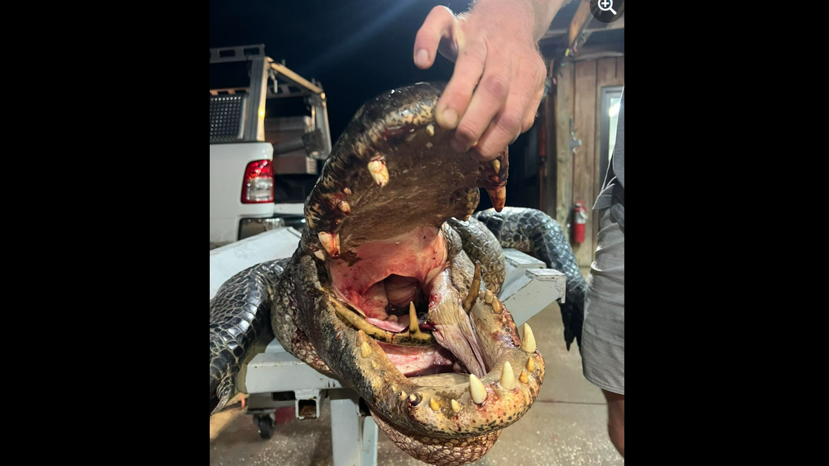 An 11-foot alligator killed in South Carolina is getting a lot of sympathy on social media after it was discovered the apex predator had a entire 3-point deer antler stuck in its mouth.