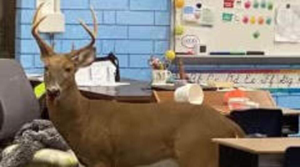 A deer barged into Christ Church Episcopal School Tuesday.