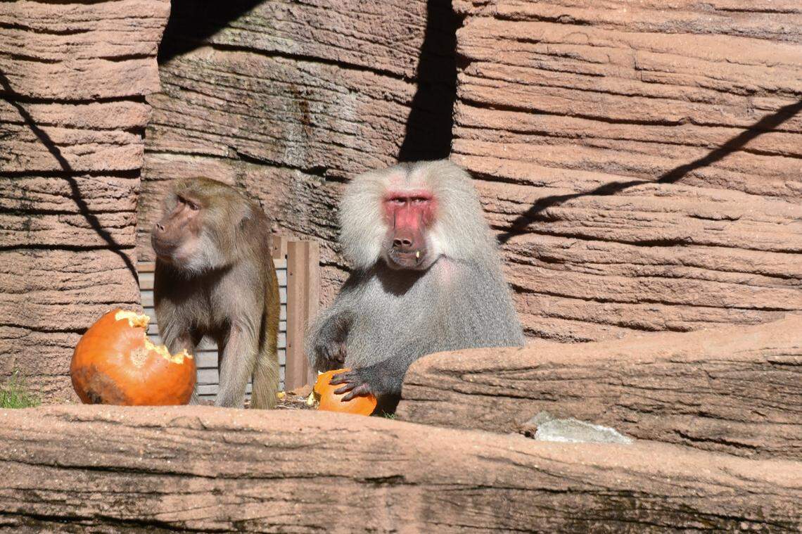 This file photo shows Hamadryas baboon at Riverbanks Zoo and Garden.