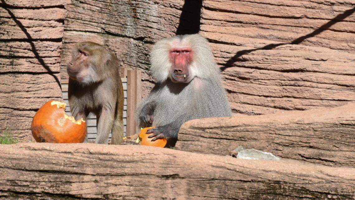 This file photo shows Hamadryas baboons at Riverbanks Zoo and Garden.