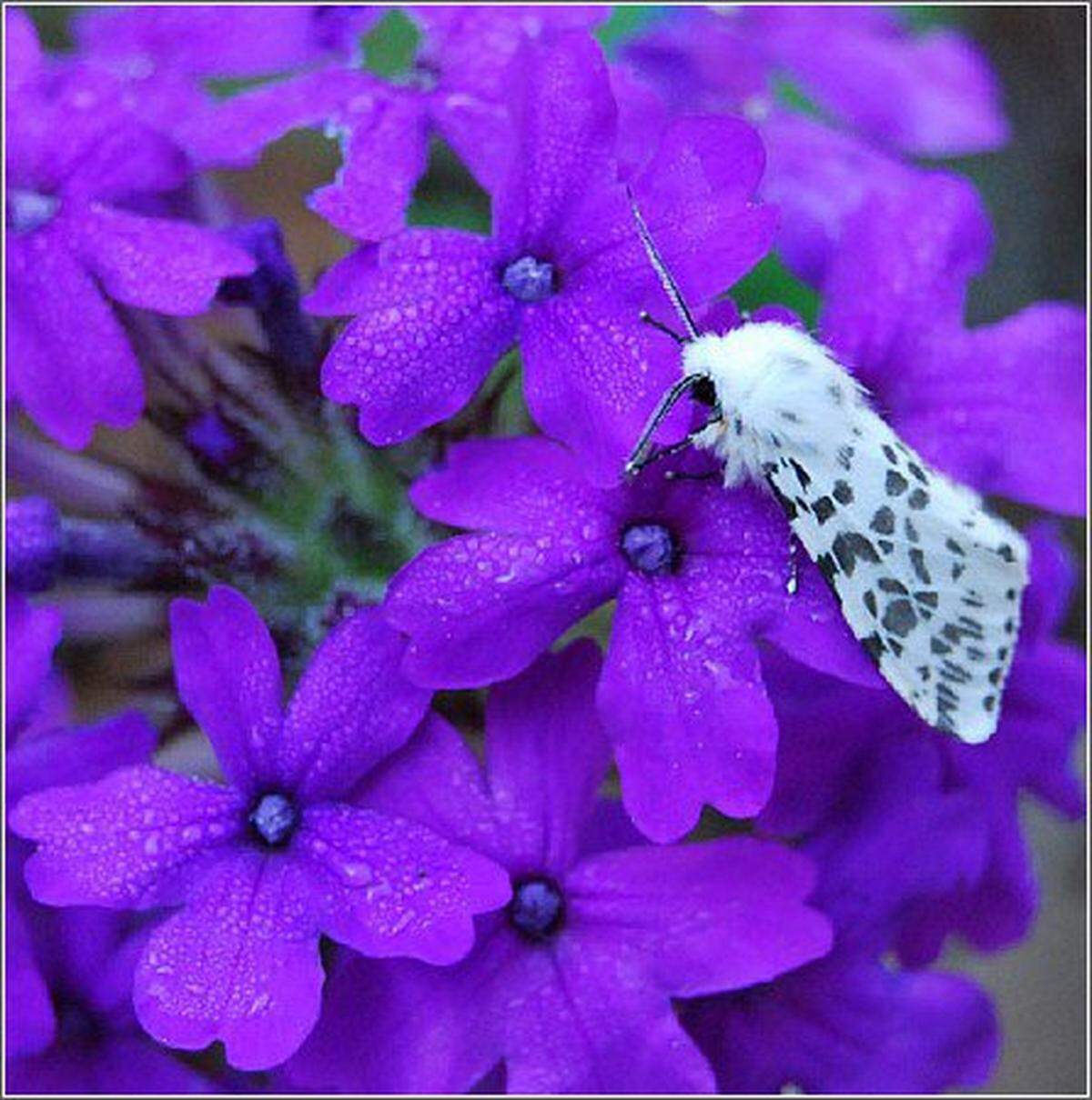 In tis file photo a fall webworm moth rests at Lee State Natural Area.