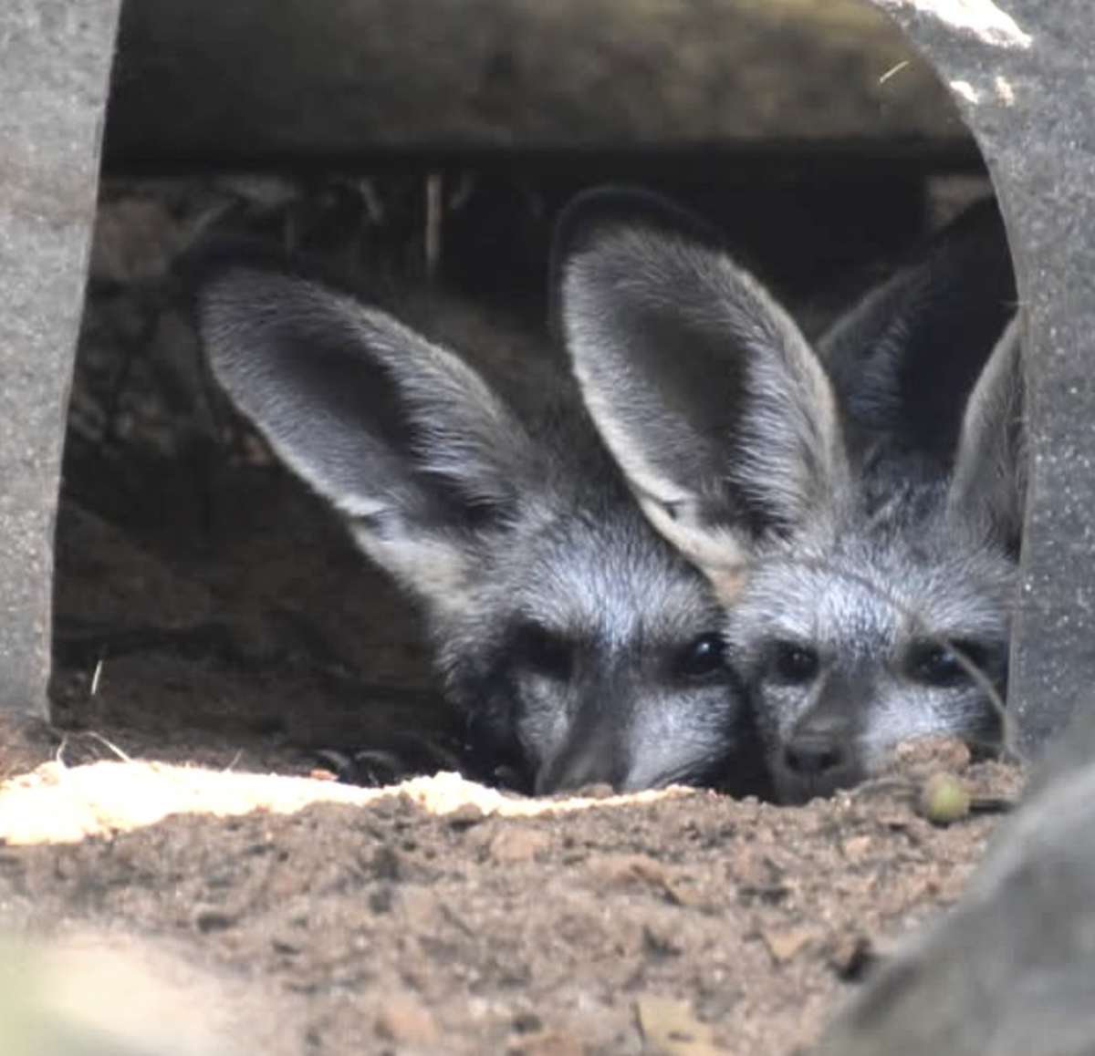 Pixie and Piper, bat-earred foxes at the Greenville Zoo, huddle up as snow falls in Greenville Jan. 10, 2025.