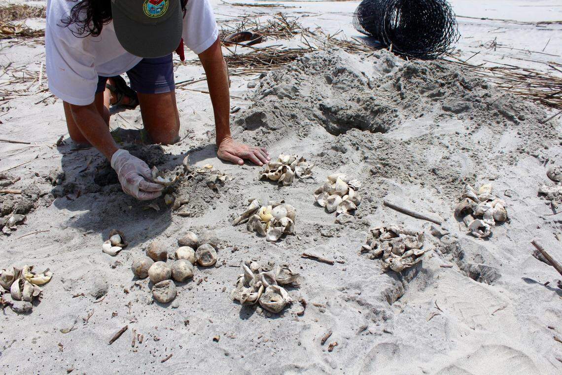 A DNR biologist inspects loggerhead sea turtle eggs on Otter Island. Loggerhead turtles are known to prefer horseshoe crabs as prey.