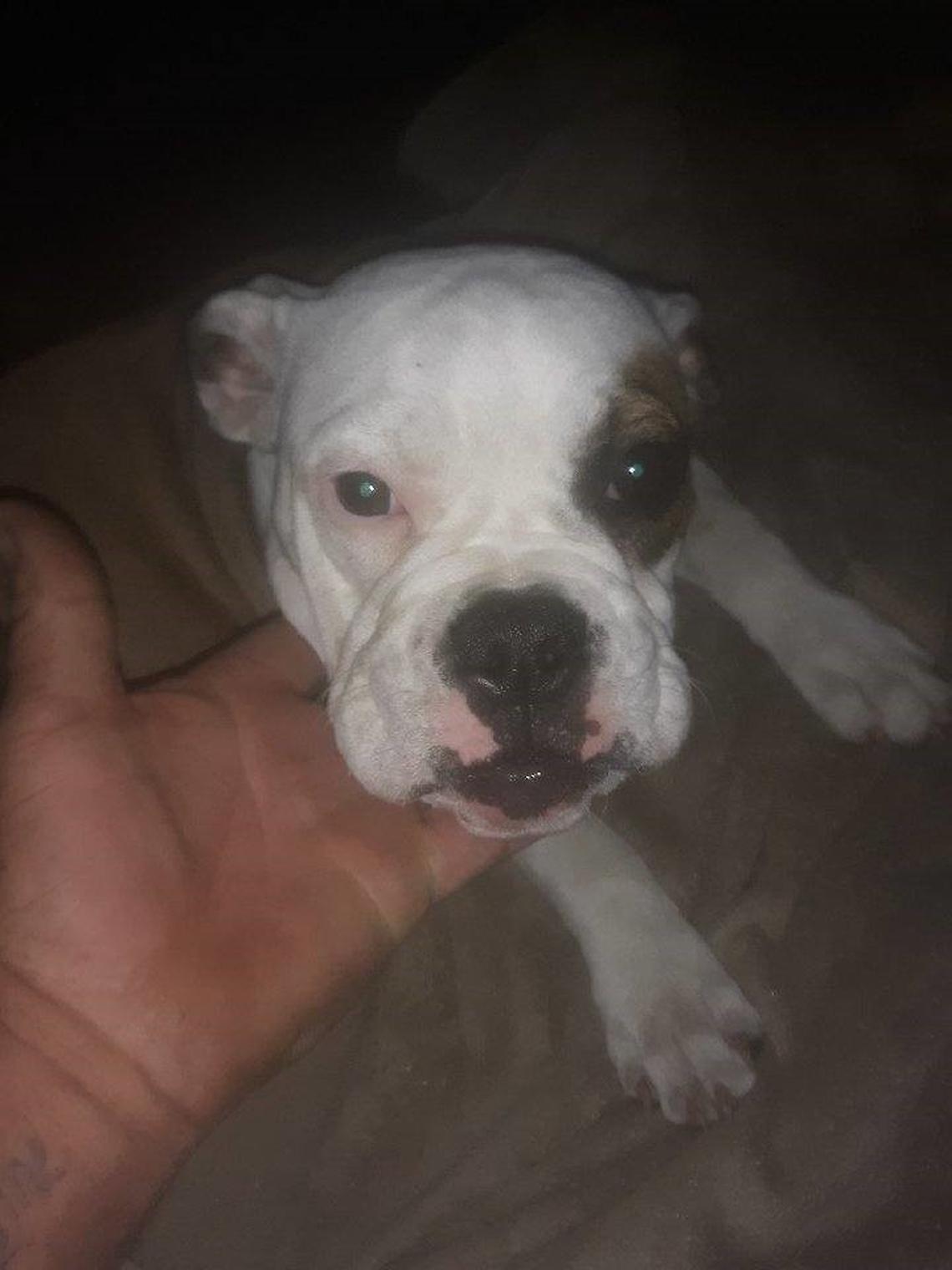 English bulldogs Zeus and Lily, pictured, were stolen from a Lexington County man’s home, the sheriff’s department said.