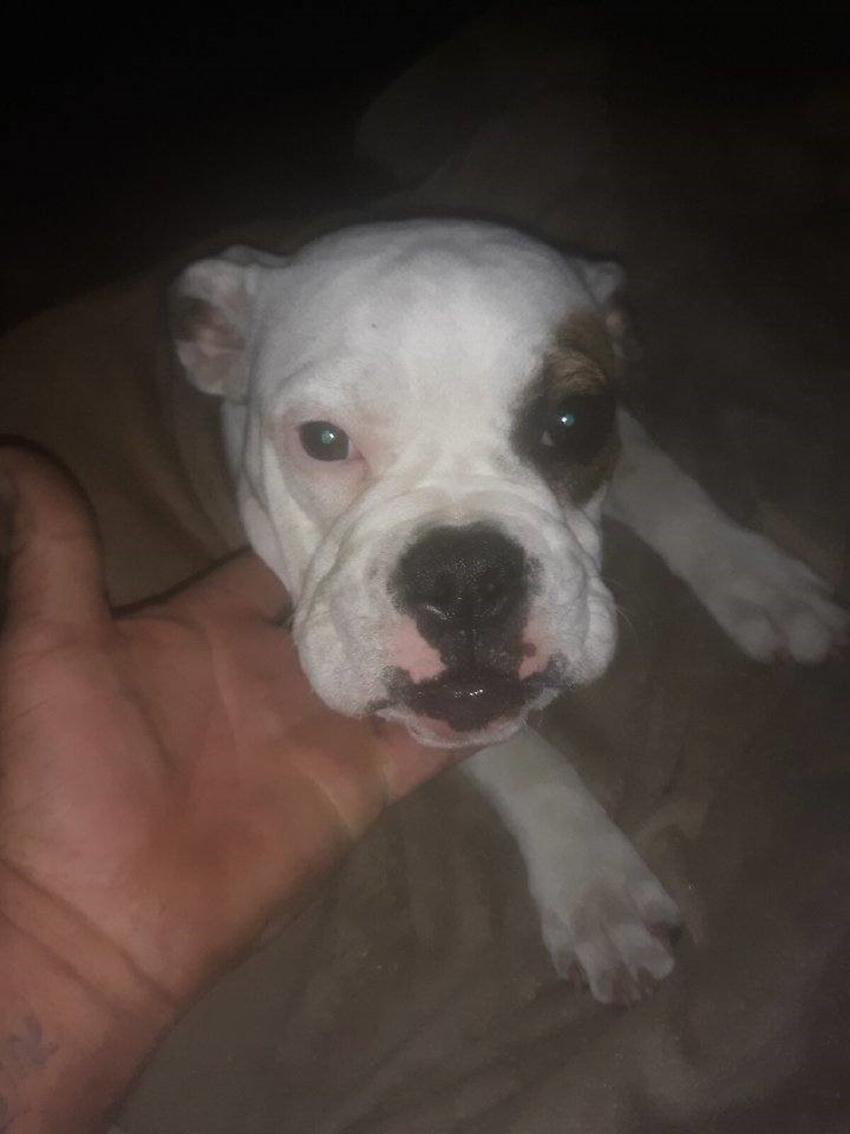 English bulldogs Zeus and Lily, pictured, were stolen from a Lexington County man’s home, the sheriff’s department said.
