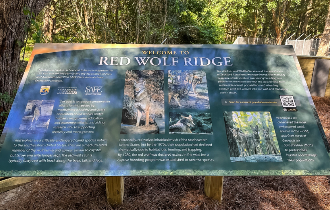 Red wolves, critically endangered species that once roamed South Carolina forests, are now on display at Brookgreen Gardens