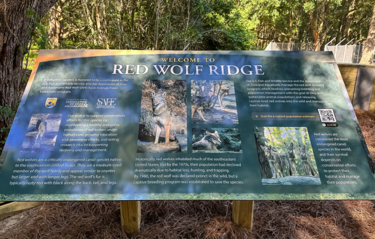 Red wolves, critically endangered species that once roamed South Carolina forests, are now on display at Brookgreen Gardens