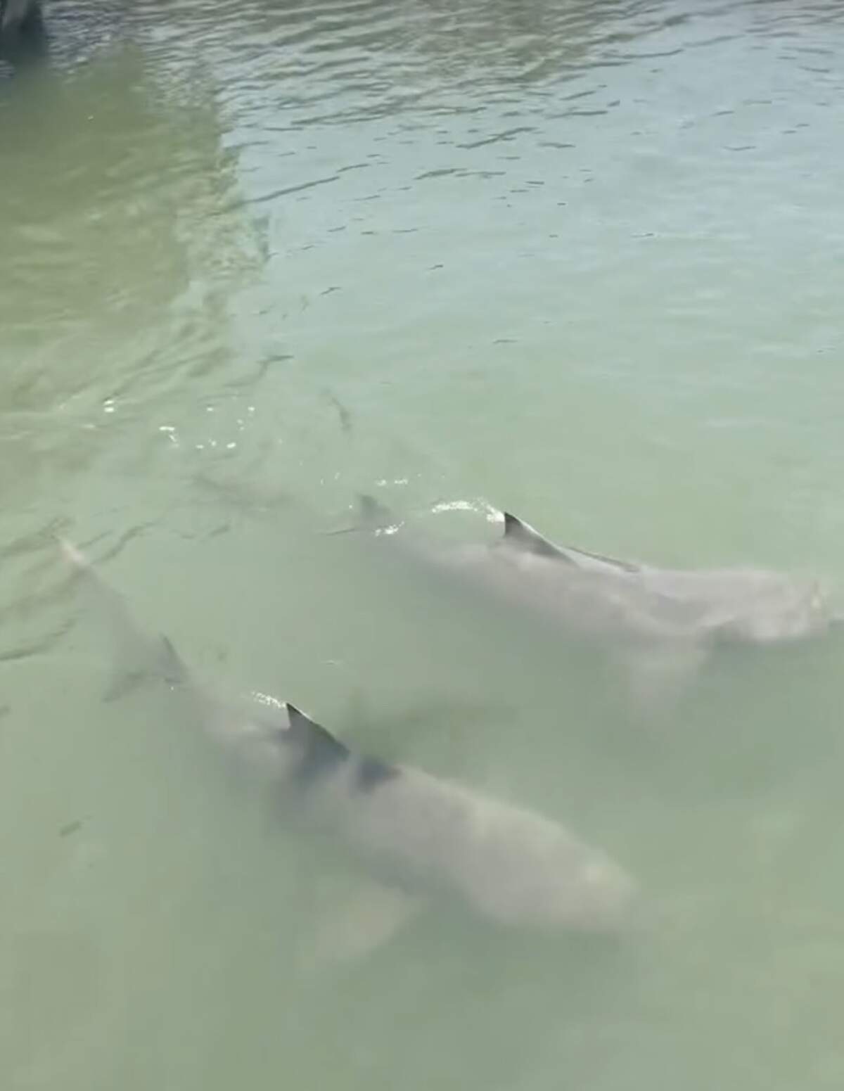 Several sharks swim by the dock at Hudson’s Seafood restaurant in Hilton Head.