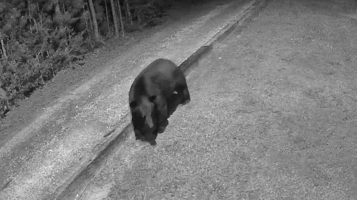 Six Mile resident Deb Merck caught this bear on camera enjoying a snack from her bird feeder.