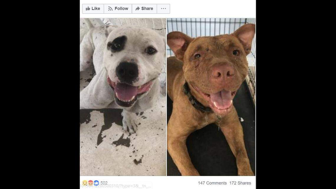 This screenshot from the Saint Frances Animal Center shows two dogs that were evacuated from South Carolina during Hurricane Florence who were shot and killed.